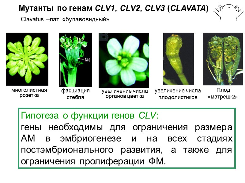 Мутанты по генам СLV1, CLV2, CLV3 (CLAVATA) многолистная розетка увеличение числа органов цветка фасциация